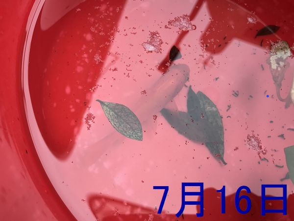2020・7金魚4